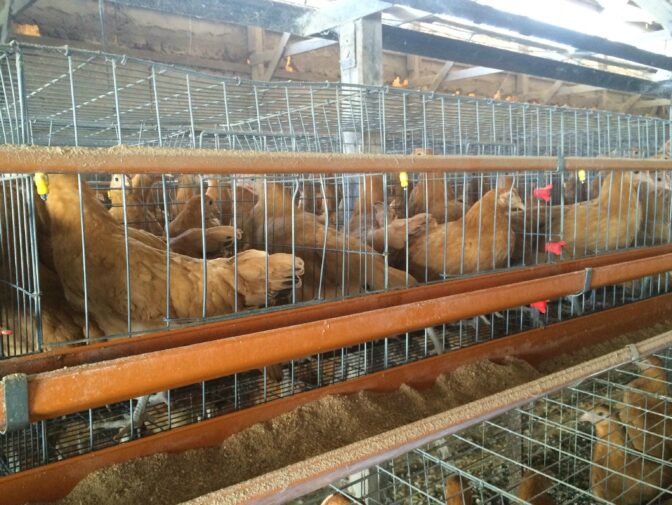 名古屋コーチンの卵をお取り寄せ！品質にこだわる極上の味