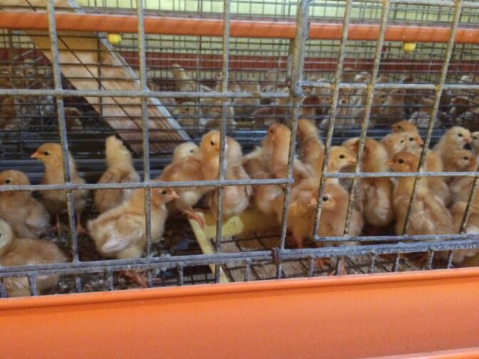 美味しい卵の販売店はどこ？本物の味を見分ける条件