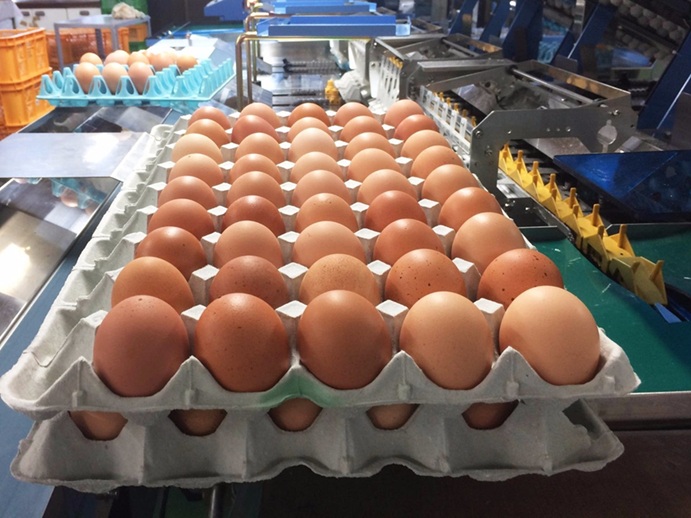 毎日の食卓を彩る｜美味しい卵の人気商品とその特徴
