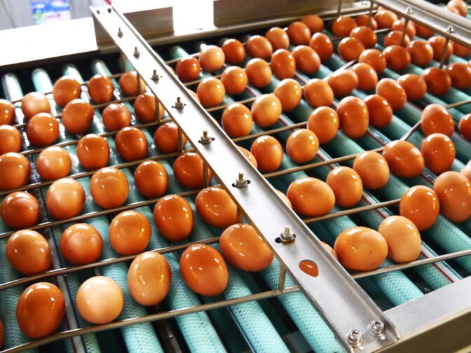 【用途別】事業を成功に導く業務用卵の選び方