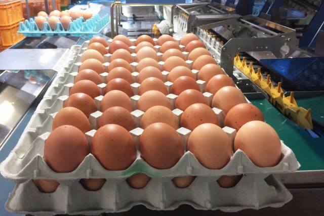 名古屋コーチンの卵の特徴