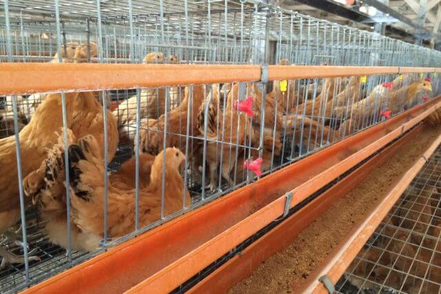 美味しい卵が育つ飼育環境の特徴