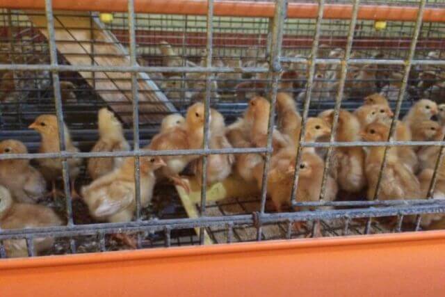 名古屋コーチンの卵が美味しい理由