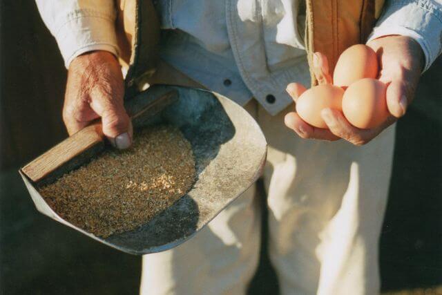 農場直送（産地直送）の卵通販を利用するメリット